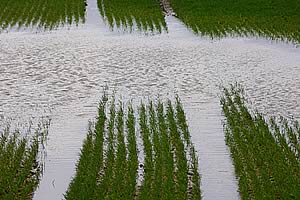 flooded field